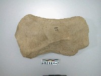 藏品(大型打製石斧石坯)的圖片